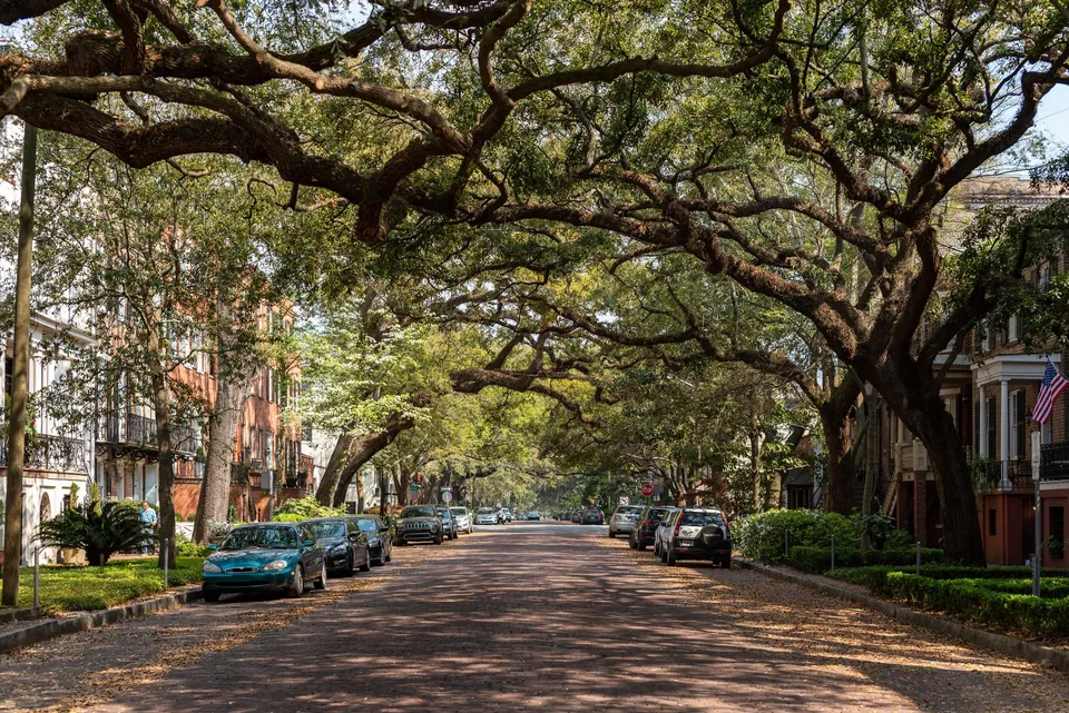 Historic street with oak canopy in Savannah, Georgia